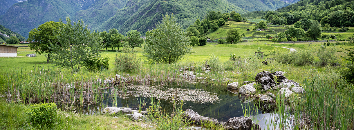 Landschaft mit Bäumen und Weiher